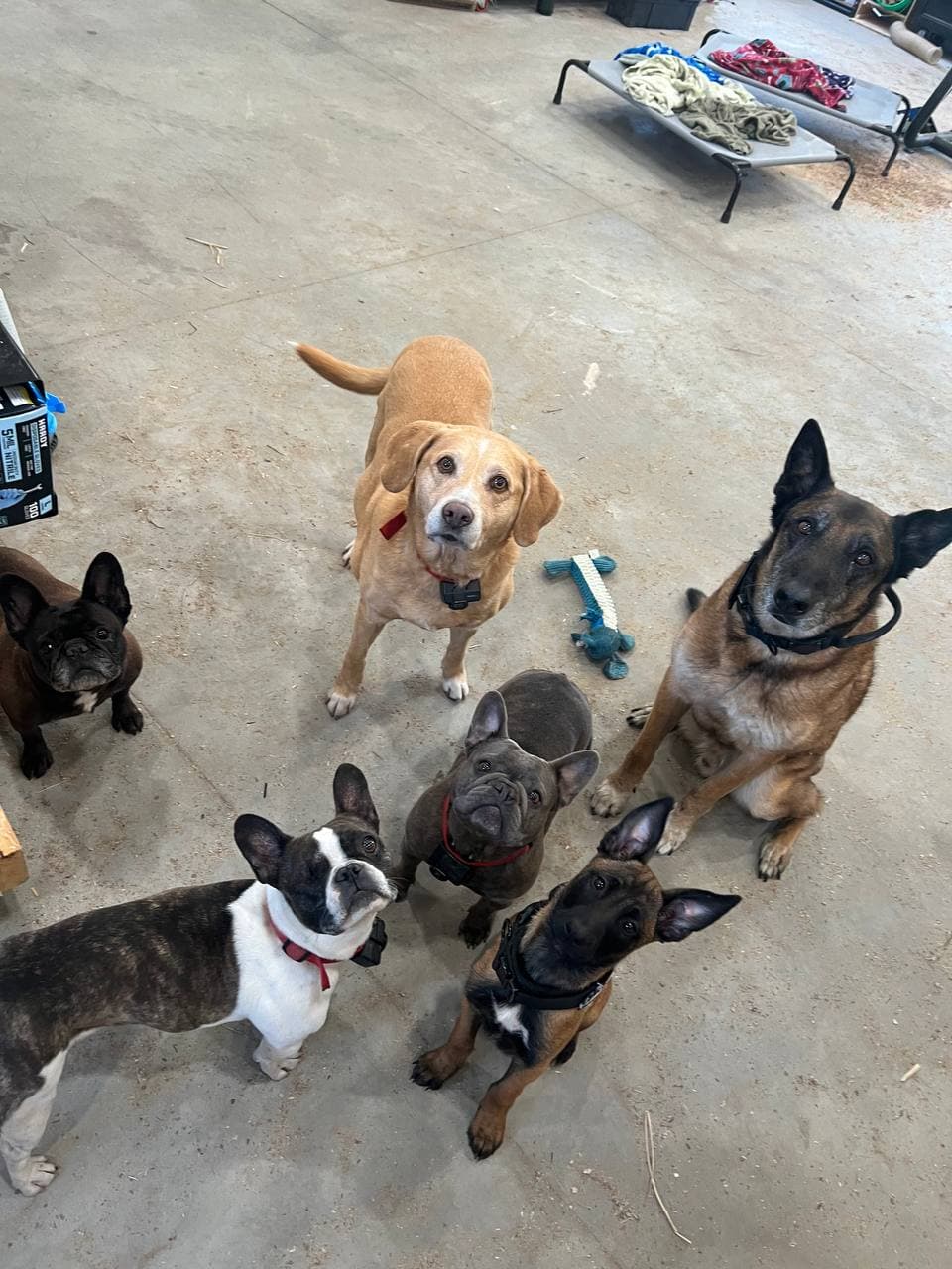 Our six dogs